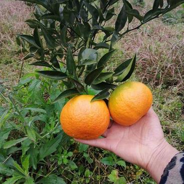桔子樹開花如何去保花保果視頻（桔子樹開花結(jié)果后怎樣管理）