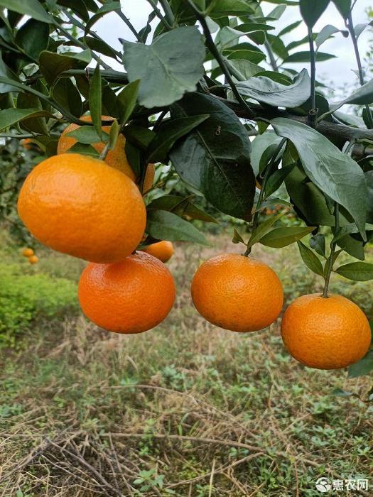 全球柑橘種植技術(shù)指南（柑橘種植業(yè)）