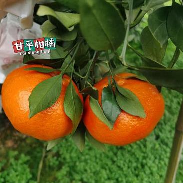 柑橘畸形果要打什么藥好(柑橘奇型果屬于什么?。? /></p><h2 id='4月柑橘果樹管理技術(shù)要點(diǎn)'>4月柑橘果樹管理技術(shù)要點(diǎn)</h2><p>1、月柑橘果樹管理技術(shù)要點(diǎn)主要包括以下方面:花卉保護(hù)管理 噴施肥料:開花前噴施含硼、鋅的培養(yǎng)基和微量元素肥料,以提高花芽質(zhì)量。注意盛開期不能噴灑,避免落花。 防止異常成花:當(dāng)花芽呈白色時(shí),施用碳素復(fù)合肥可降低畸形花率。噴施玉麥果寶和玉麥七味,防止花芽發(fā)育期異常。</p><p>2、四月是水果種植的好時(shí)機(jī),尤其是荔枝、枇杷、柑橘等。在這個(gè)月份,水果管理的關(guān)鍵在于疏花疏果、果園澆水和病蟲害防治。疏花疏果是為了確保果樹養(yǎng)分消耗合理,提高坐果率,避免產(chǎn)量波動(dòng)。人工疏花應(yīng)盡早進(jìn)行,而疏果則應(yīng)在花后進(jìn)行,以確保安全。果園澆水對于果樹的生長至關(guān)重要。</p><p>3、四川柑橘種植者在四季中對果樹進(jìn)行精心管理。春季是生長旺季,需加強(qiáng)營養(yǎng)供給,3月追施復(fù)合肥,松土并噴灑生長調(diào)理劑,4月噴灑開園藥防病蟲害。夏季高溫多濕,是病蟲害高發(fā)期。5月噴灑殺蟲劑,選擇安全有效藥劑如阿維:螺螨酯、阿維:乙螨唑等,同時(shí)使用代森猛鋅等殺菌劑。</p><p>4、因此,果園必須在4月下旬澆水。否則,果樹將無法安全度過5月和6月。只要五六月份果園有旱情,就必須澆水。控制水是對的。如果發(fā)生干旱,不澆水是不對的。</p><p>5、種植后,給固定根澆水。固定根必須及時(shí)徹底澆水。澆水后,可以在樹托盤上覆蓋干燥的種子或外殼。成活2周左右后,可采用優(yōu)健2000倍液或306腐植酸1000倍液促新生根,縮短延遲時(shí)間。雨天(不建議在大雨天播種,土壤易硬化),應(yīng)及時(shí)澆灌根系水分,保證根系與土壤充分接觸。</p></div><div id=
