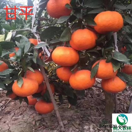 哪個(gè)品種的臍橙好吃（什么品種的臍橙好吃）