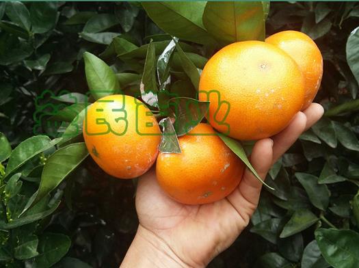 柑橘花期可以修剪枝條嗎（柑橘花期可以修剪枝條嗎視頻）
