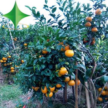 金柑怎么家養(yǎng)（金柑怎么家養(yǎng)才能活）