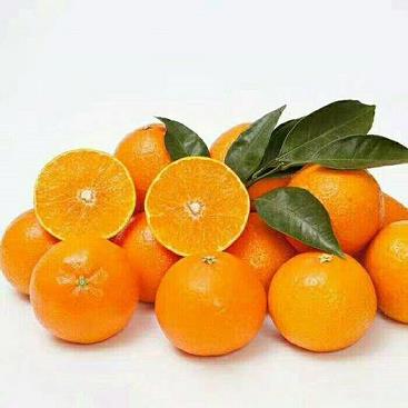柑橘當(dāng)年春梢成花關(guān)鍵影響因素解析與促花調(diào)控技術(shù)探討