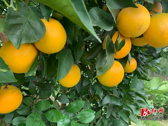 沃柑耐寒嗎零下幾度會凍死（沃柑在什么溫度下會凍傷）