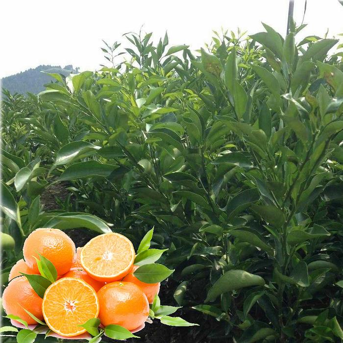 柑橘樹每棵一次淋多少水肥（柑橘每次施多少肥）