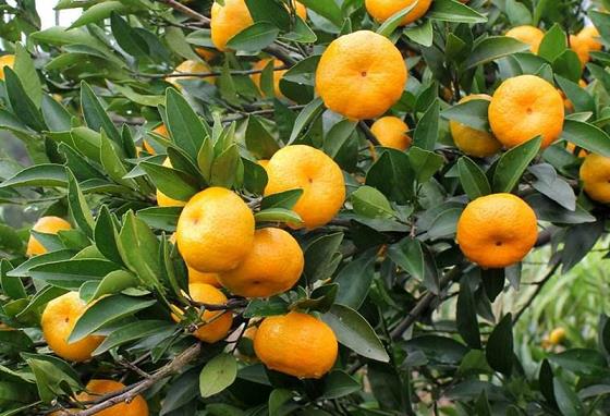 全球柑橘種植技術(shù)指南（柑橘種植業(yè)）