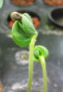 柑橘種植技術(shù)管理培訓總結(jié)（柑橘栽培技術(shù)培訓考試題）