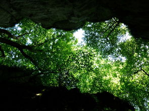 柑橘幼樹病蟲害管理(柑橘樹的病蟲與管理技術(shù))