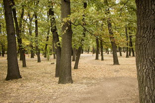 柑橘幼樹病蟲害管理(柑橘樹的病蟲與管理技術(shù))