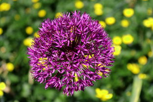 沃柑樹苗幾天發(fā)芽開花（沃柑樹幾年結果）