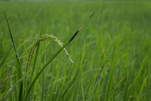 全國出名柑橘產(chǎn)地在哪里（全國出名柑橘產(chǎn)地在哪里?。? /></p><p>中國椪柑之鄉(xiāng)是衢州，是浙江省的地級(jí)市，位于浙江省西部，錢塘江的上游，金（華）衢（州）盆地西端，地理坐標(biāo)為位于東經(jīng)118°01′一119°20′，北緯28°14′—29°30′。總面積88479平方千米。</p><p>中國臍橙之鄉(xiāng)有四個(gè)，分別是：湖南的新寧、重慶的奉節(jié)、湖北的秭歸、江西的贛南。</p><h2 id='哪里盛產(chǎn)柑橘'>哪里盛產(chǎn)柑橘</h2><p>湖南?。汉鲜〉氖T柑橘、賓縣柑橘、忠縣橘、井研橘等品種都有高的品質(zhì)。四川?。核拇ㄊ〉钠呀涕俸图t橘等品種受到消費(fèi)者的喜愛。</p><p style=