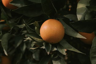 柑橘樹葉銹病照片(柑橘樹枯葉?。? /></p><p style=