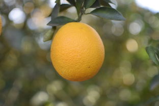 柑橘葉黑霉病用什么農(nóng)藥（柑橘黑葉是什么?。? /></p><p>內(nèi)吸性殺真菌劑，對葡萄孢屬和核盤菌屬真菌有特效，能防治果樹、蔬菜作物的灰霉病、菌核病，對苯丙咪唑產(chǎn)生抗性的真菌亦有效。使用后保護效果好、持效期長，能阻止病斑發(fā)展蔓延。在作物發(fā)病前或發(fā)病初期使用，可取得滿意效果。天達腐霉利對作物的保護作用突出，持效期長，能有效阻止病斑的發(fā)展。</p><p>腐霉利煙劑對于農(nóng)作物有著很強的保護效果，它的藥效有效期長，能夠有效的防止作物病斑的出現(xiàn)，尤其是在作物發(fā)病之前和病情出現(xiàn)的初期，對于果樹、蔬菜、花卉的菌核病、霉病、黑星病、褐腐病和大斑病都有著很好的防治效果。腐霉利煙劑的使用 ***  腐霉利煙劑主要是以噴霧的形式使用。</p><p style=