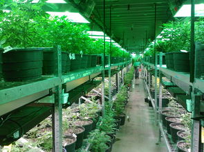 種植柑橘病蟲管理要點(diǎn)（柑橘病蟲的防治的最佳時間）