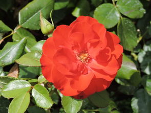 沃柑開(kāi)花結(jié)小果就掉怎么辦（沃柑幼苗開(kāi)花了怎么辦）