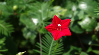 高安紅美人柑橘苗多少錢一棵（紅美人柑橘畝產(chǎn)多少斤）