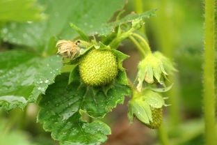桔子樹(shù)開(kāi)花期怎樣?；ū９ń圩訕?shù)開(kāi)花時(shí)怎樣施肥保果）