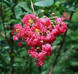橘子樹在陜西可以種植嗎（陜西關中地區(qū)能種橘子嗎）