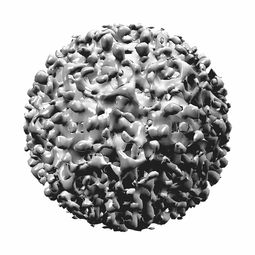柑橘樹(shù)落葉黃葉用什么藥治(柑橘黃葉落葉是什么?。? /></p><p>柑橘葉片黃化的治理 *** 主要有剪掉黃葉、換土、噴藥、遮蔭等。對(duì)因正常新陳代謝而出現(xiàn)的天然黃葉,不用擔(dān)心,但也要及時(shí)剪除;如果是因?yàn)橥寥啦贿m的原因,需要更換疏松肥沃的土壤;如果是柑橘樹(shù)遇到了病蟲(chóng)害,需要噴灑殺菌劑防治病害;如果是光照不當(dāng)?shù)脑?,需要適當(dāng)遮擋過(guò)多光線(xiàn)。</p><h2 id='柑橘葉片發(fā)黃是怎么回事?'>柑橘葉片發(fā)黃是怎么回事?</h2><p>根系問(wèn)題是柑橘黃化的原因,解決 *** 包含使用青枯立克、沃豐素和地力旺灌根。缺素是柑橘黃化的原因,解決 *** 包含制定合理的施肥方案。病蟲(chóng)害是柑橘黃化的原因,對(duì)于螨類(lèi)、蚜蟲(chóng)、天牛等因素導(dǎo)致的黃化,解決時(shí)可以把枯枝和病枝及時(shí)帶出園區(qū)。</p><p>柑橘樹(shù)葉發(fā)黃的原因有很多,其中一個(gè)原因是植株的葉子被強(qiáng)光灼傷。此時(shí),要及時(shí)進(jìn)行遮光處理,特別是盛夏,當(dāng)日照強(qiáng)度過(guò)高時(shí),應(yīng)及時(shí)覆蓋部分陽(yáng)光,以保證柑橘樹(shù)的生長(zhǎng)發(fā)育不受強(qiáng)光影響。</p><p>柑桔樹(shù)出現(xiàn)葉片黃化現(xiàn)象,主要是根糸生長(zhǎng)衰弱,無(wú)法吸収充足的養(yǎng)分供應(yīng)植株生長(zhǎng)發(fā)育需要。必須深施重施有機(jī)肥,改良土壤,使土層深厚,土壤疏松,土質(zhì)肥沃,引根深生,培養(yǎng)發(fā)達(dá)的根群,增強(qiáng)吸収能力,吸収充足的全面的養(yǎng)分供應(yīng)地上部生長(zhǎng)發(fā)育需要,就能使地上部枝繁葉茂,葉色濃綠,沒(méi)有葉片黃化現(xiàn)象。</p><p style=