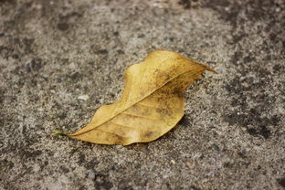 沃柑果樹葉黃怎么辦（沃柑葉子有黃點(diǎn)是什么?。? /></p><p>4、因?yàn)槲指倘鄙偕L(zhǎng)所需的營(yíng)養(yǎng)成分，或是土壤肥力不夠，或是缺水導(dǎo)致葉片發(fā)黃，沃柑長(zhǎng)勢(shì)強(qiáng)、果實(shí)掛樹時(shí)間長(zhǎng)，對(duì)肥水的需求量較大，生產(chǎn)中應(yīng)重施基肥，基肥以腐爛發(fā)酵的農(nóng)家肥和復(fù)合肥為主，多施有機(jī)肥和磷鉀肥，適量補(bǔ)充鋅、鎂肥，保證葉片葉色濃綠。</p><p>5、土壤肥力下降。多年生產(chǎn)的沃柑園，由于長(zhǎng)年的營(yíng)養(yǎng)輸出，土壤供給的養(yǎng)分逐年消耗，導(dǎo)致土壤肥力下降。再加上果農(nóng)一般都是偏施氮、磷、鉀肥等，而忽略了對(duì)土壤中的有機(jī)肥及中微量元素的補(bǔ)充，極易出現(xiàn)缺微量元素而導(dǎo)致的素黃化。有的沃柑園土壤的涵養(yǎng)能力弱，雨水沖刷導(dǎo)致硼鎂流失引起老葉黃化。</p><h2 id='沃干葉子經(jīng)綠葉黃還凋葉子是什么情況?'>沃干葉子經(jīng)綠葉黃還凋葉子是什么情況?</h2><p>你好，沃柑葉子黃了，首先要確定是如何黃，如果葉片上先出現(xiàn)針頭大小的濃黃色油漬狀圓斑，那可能就是感染了沃柑最常見的潰瘍病了。這種細(xì)菌感染的病害對(duì)于樹葉跟果皮都會(huì)造成傷害，不僅會(huì)讓沃柑減產(chǎn)，還會(huì) *** 品質(zhì)導(dǎo)致減收嚴(yán)重。</p><p style=