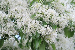 桔樹開花打什么藥?；ū９茫ń蹣溟_花時(shí)打什么藥防蟲）