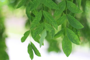 甘平柑橘樹(shù)怎樣修剪枝條（甘平柑橘什么時(shí)候成熟）