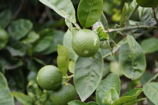柑橘樹(shù)苗修剪技術(shù)（柑橘樹(shù)的修剪原則）