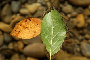 柑橘樹黃化病季節(jié)（桔子黃化?。? /></p><p>2、“不要你了”絕對(duì)是對(duì)孩子更大的傷害，他們會(huì)覺(jué)得自己被否定了，認(rèn)為自己是壞孩子，而且 再努力也無(wú)濟(jì)于事，失去自信，失去安全感。 父母對(duì)孩子的影響很大， 否定存在的詞語(yǔ)被稱為“心理 *** ”， 雖然沒(méi)有實(shí)際去敲、打、踢，但卻是另一種暴力，并深深傷害了孩子。</p><p>3、我的家鄉(xiāng)在普寧，普寧的特產(chǎn)有柑橘、橄欖、炸豆干等等。 我家鄉(xiāng)的“培風(fēng)寶塔”位于故城洪陽(yáng)鎮(zhèn)東北后坑村，又稱“培風(fēng)寶塔”，普寧“八景”之一，建于清·乾隆七年（1742），因古時(shí)該處屬烏犁鄉(xiāng)，俗稱“烏犁塔”。有一次，我爬到第七層，也就是更高層。</p><p>4、柑橘色澤金光，個(gè)大多汁，香甜可口，營(yíng)養(yǎng)豐厚。集賞花、觀果、觀葉、聞香于一體。 我的植物朋友作文5 春天到了，到處都生機(jī)勃勃，小草換上了綠袍，小溪發(fā)出了嘩啦啦的響聲，燕子成群結(jié)隊(duì)地從南方飛來(lái)了，大樹也不例外，它也換上了新裝。 這時(shí)候，公園的桃花也偷偷盛開了。</p><p>5、容易誘發(fā)孤獨(dú)癥  長(zhǎng)期沉迷于玩手機(jī)會(huì)使孩子變得越來(lái)越孤僻，不愿與外界交往，性格也越來(lái)越怪異，整日沉迷在 *** 虛幻世界，迷迷糊糊，很容易誘發(fā)他們自閉癥、孤獨(dú)癥等心理 *** ；還會(huì)出現(xiàn)過(guò)度依賴 *** 癥，導(dǎo)致注意力、記憶力下降，導(dǎo)致抑郁、焦慮等情緒問(wèn)題。手機(jī)成為親情殺手。</p><p>6、這種描述就相當(dāng)于 *** 了你的已知概念（柚子、葡萄、柑橘），喚起了人們頭腦里柚子的形象，然后將柚子改造，似葡萄體積較小，皮像柑橘一樣薄又軟。利用類比，能讓讀者很快就了解美食的特點(diǎn)，評(píng)估出其價(jià)值。 擬人 “食物”也像人一樣有特點(diǎn)，這時(shí)，利用“擬人”的修辭手法，能讓美食可愛(ài)很多。</p></div><div   id=