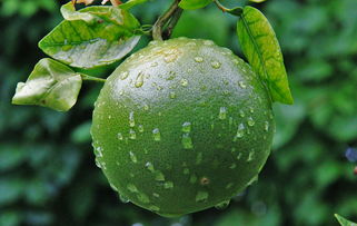 綠美人柑橘樹(shù)苗安徽能種植嗎（綠美人柑橘樹(shù)苗安徽能種植嗎視頻）