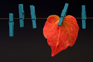 沃柑皮為什么有紅色（沃柑皮上發(fā)亮是因?yàn)槭裁矗? /></p><p>2、另外，它的表皮發(fā)亮也不代表是打蠟了，本身它就是雜交水果，果皮顏色是具有光澤的。那它就會吸收更多的熱量，果皮的顏色也會更深，看起來就好像是紅色的。不過，一般的沃柑表皮也有點(diǎn)發(fā)紅，顏色是橘紅色，并且表皮的顏色也很均勻。在挑選沃柑的時候，可以通過看果蒂、底部以及彈性來判斷它的口感。</p><p>3、沃柑表面有紅色由于自然生長或者人工打蠟原因?qū)е隆榱吮ｕr，有個好的賣相，有些果農(nóng)會在沃柑表皮打一層臘或者其它的一些防腐劑之類的東西，這類東西會是紅色。</p><p style=