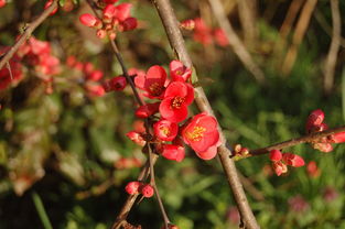 柑橘樹(shù)樹(shù)枝干什么病（柑橘樹(shù)枯枝）