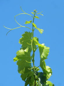 柑橘果樹(shù)種植技術(shù)要點(diǎn)總結(jié)圖（柑橘栽培過(guò)程種關(guān)鍵技術(shù) 有哪些?）