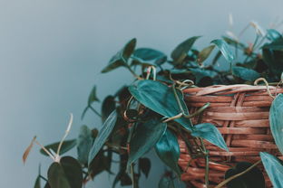 蜜桔種植技術(shù)注意事項（蜜桔種植技術(shù)注意事項和要求）