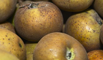 好景8號(hào)柑橘裂果情況調(diào)查:成因分析與防控對(duì)策研究