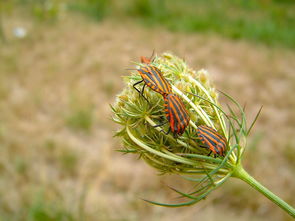 四川柑橘苗價格最新行情及選購指南