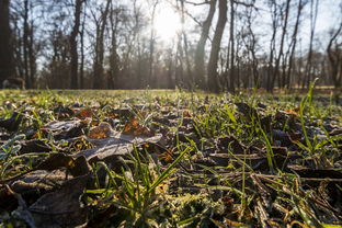 【當(dāng)季爆款】四川眉山耙耙柑大果新鮮上市——北緯30°黃金產(chǎn)區(qū)果肉飽滿汁多味甜！