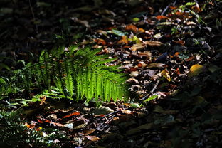 嫁接柑橘用多大砧木？砧木粗細選擇與嫁接成活率關系解析