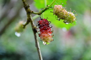 脆蜜金桔種植技術(shù)全年管理關(guān)系（脆蜜金桔價(jià)錢多少一斤）