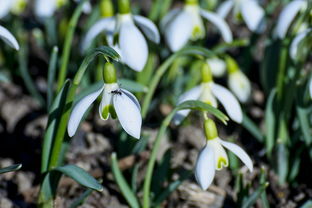 川津5號柑桔樹苗川津1號:優(yōu)質(zhì)品種特性與栽培技術解析