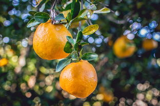 蕓香科柑橘屬有哪些水果？常見(jiàn)品種與特性一覽