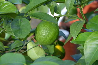 什么品種柑橘最甜最好吃？最新評(píng)測(cè)與口感排名揭曉！