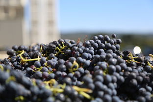 揭秘柑橘什么樹(shù)形最豐產(chǎn)：高產(chǎn)栽培技術(shù)與樹(shù)形選擇指南