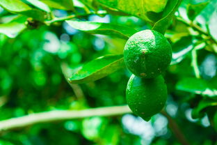 專業(yè)修剪柑橘樹苗技術(shù)指導(dǎo):春季管理提升果樹產(chǎn)量品質(zhì)