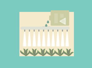 柑橘木虱防治用藥全攻略:科學選藥與高效施藥技巧