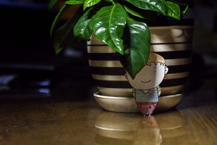 佛手柑葉子發(fā)黃怎么回事？盆栽養(yǎng)護(hù)常見問題與解決方法解析