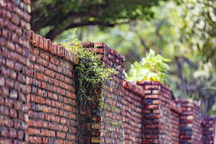 鄉(xiāng)村振興新引擎:大塘鎮(zhèn)打造百畝生態(tài)成柑橘樹基地