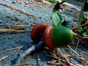 佛手柑種子種植全攻略:從選種到育苗的7個(gè)關(guān)鍵步驟