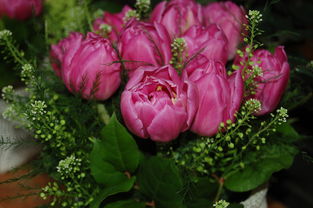 佛手柑葉子發(fā)黃掉落怎么辦？5大原因分析及補救技巧指南