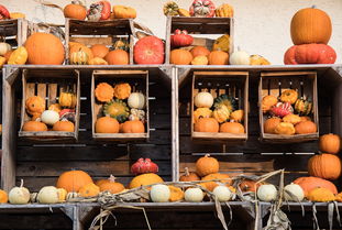 2023年華美一號柑橘果園收購價最新行情走勢分析及市場預測