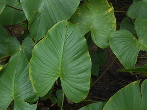 柑橘樹病蟲害防治關(guān)鍵技術(shù)及綠色防控實踐指南